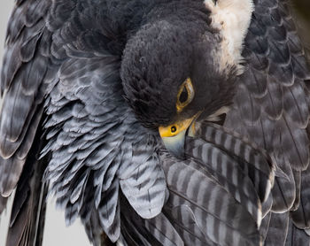 Close-up bird with spread wings