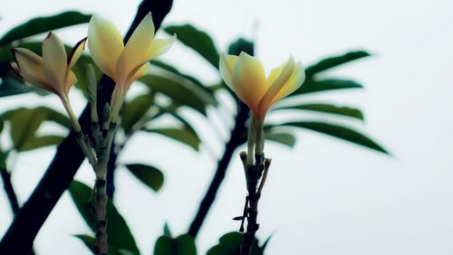 Close-up of yellow flowers