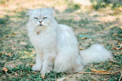 White cat sitting on a field