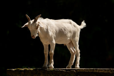 Goat standing on a land
