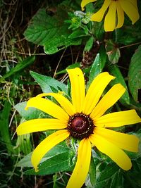 Close-up of yellow flower blooming outdoors