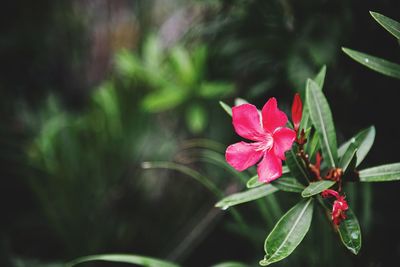 Close-up of pink flowering plant