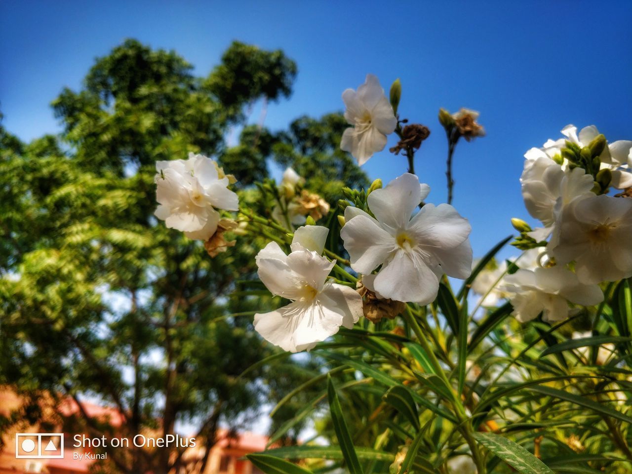 LOW ANGLE VIEW OF WHITE FLOWERING PLANT AGAINST SKY