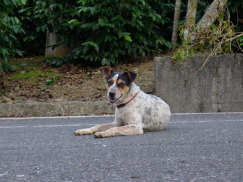 Dog sitting on sidewalk