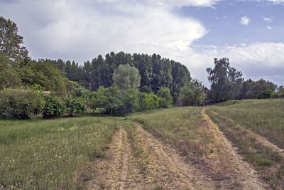 Scenic view of trees on field against sky