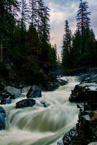 Scenic view of waterfall in forest