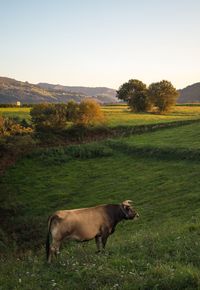 Cows on field against clear sky