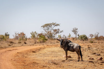 Horse on field against clear sky