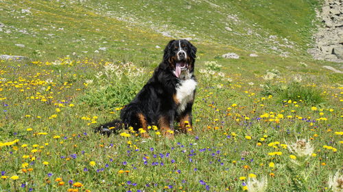 Dog on yellow flowers