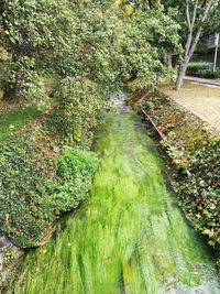 High angle view of plants growing in river