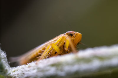 Close-up of insect