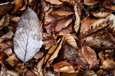 Full frame shot of dry leaves