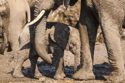 Close-up of elephant in forest