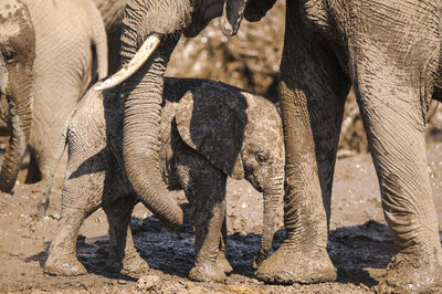 Close-up of elephant calf 