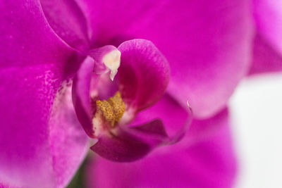 Close-up of pink flower