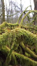 Close-up of tree in forest