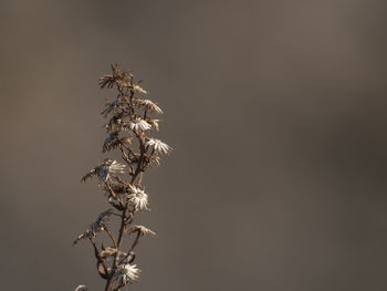 Close-up of dry plant