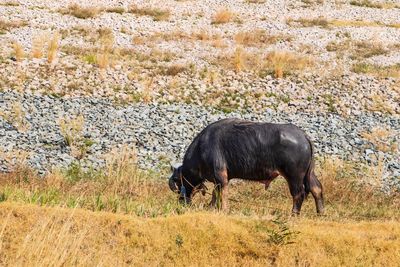 Side view of a horse grazing on field