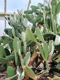 Close-up of cactus plant