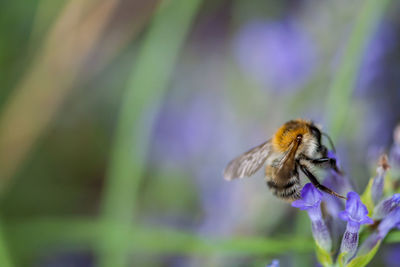 Close-up of bee pollinating on purple flower