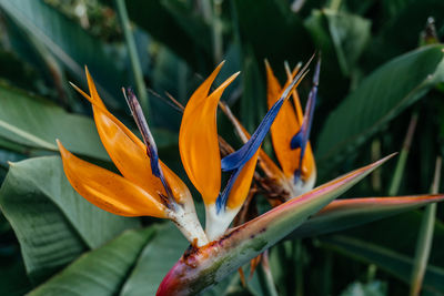 Bird of paradise flowers in botanical garden