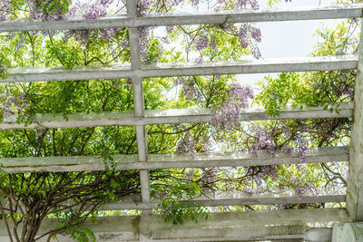 Full frame shot of green plants