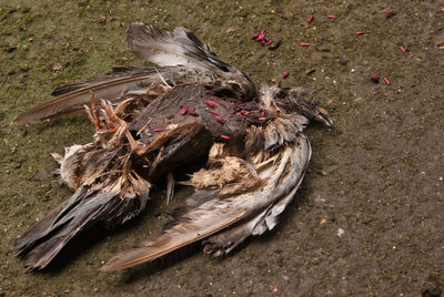 High angle view of a bird