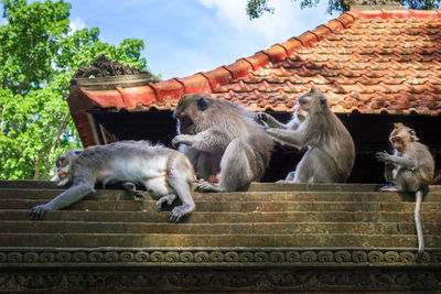 Low angle view of monkey on roof against sky