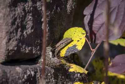 Close-up of a lizard on rock