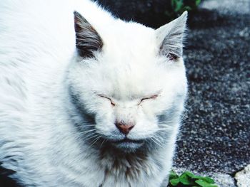Close-up of white cat with eyes closed