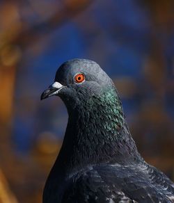 Close-up of pigeon head