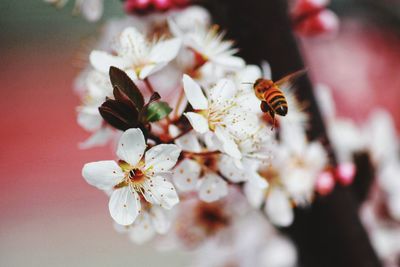 Close-up of bee pollinating on cherry blossom