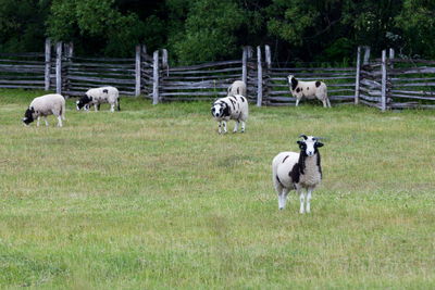  curious three-horned jacob sheep staring in field, with other animals in soft focus background