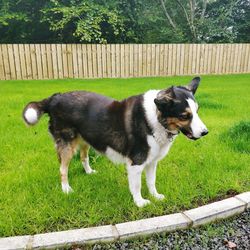 Full length of a dog on field