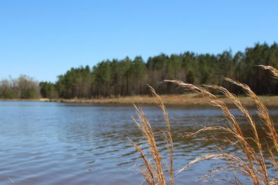 Scenic view of lake against clear blue sky