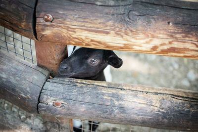 Goat at the zoo