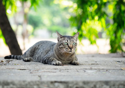 Portrait of tabby resting on floor