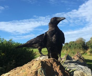 Low angle view of bird perching on rock against sky