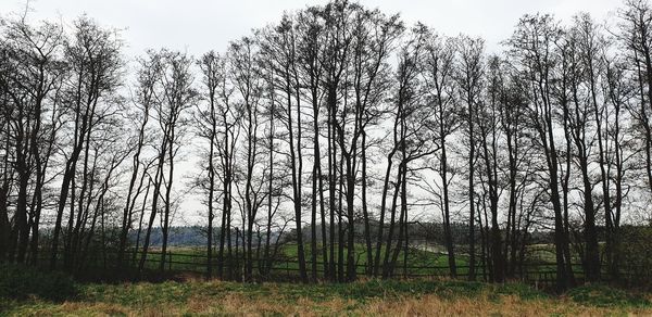 Scenic view of trees growing on field against sky