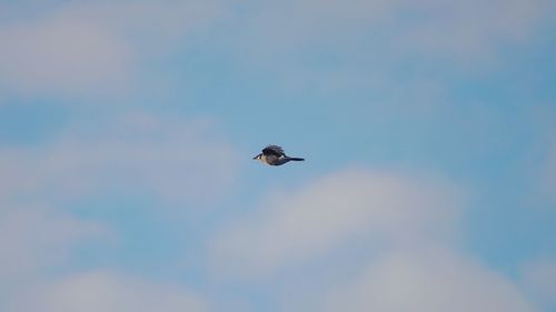 Low angle view of bird flying in sky