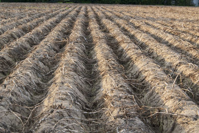 Full frame shot of agricultural field