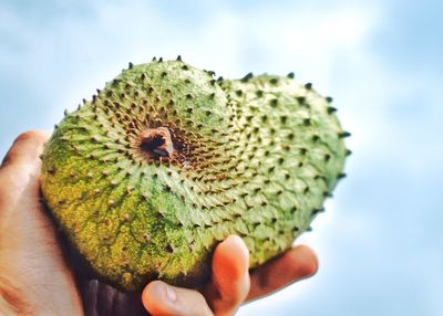 Cropped image of hand holding soursop