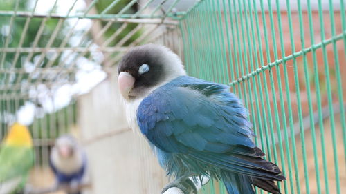 Close-up of parrot in cage