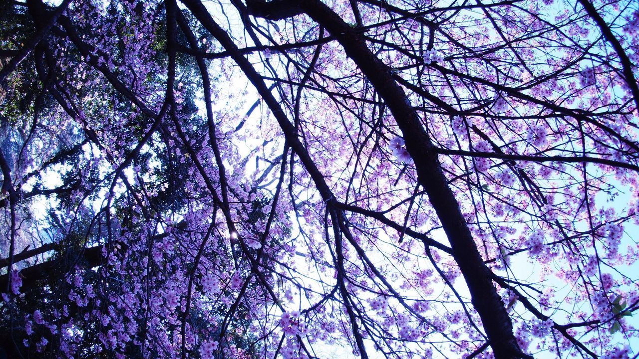 low angle view, tree, branch, bare tree, nature, growth, sky, beauty in nature, blue, tranquility, clear sky, outdoors, day, tree trunk, backgrounds, no people, scenics, full frame, sunlight, silhouette