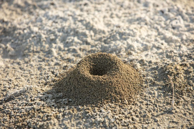 High angle view of a lizard on sand