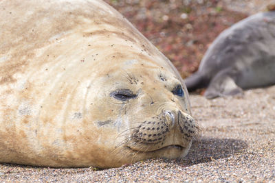 Sea lion sleeping on sand