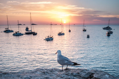 Seagulls perching on sea against sky during sunset