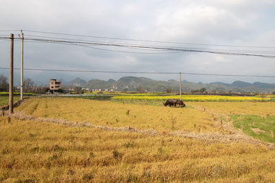 field