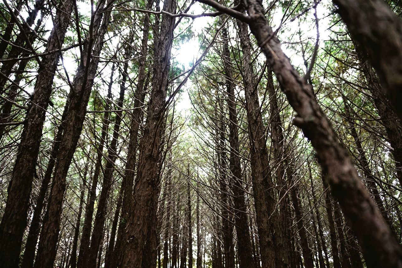 LOW ANGLE VIEW OF BAMBOO TREES