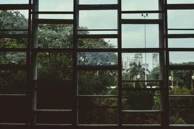 Trees seen through window